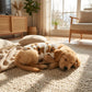 🐶✨ Aranyos, plüss bélésű kutyamellény – meleg, rugalmas, mackós mintával 🧸